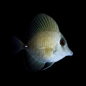 Scopas Tang