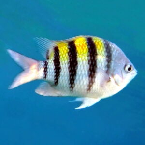 Sergeant Major Damselfish
