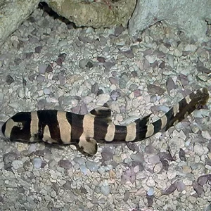 Banded Cat Shark