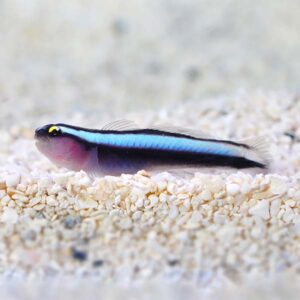 Clean-up Goby