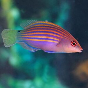 Six Line Wrasse