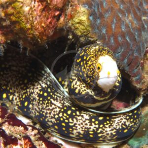 Snowflake Eel