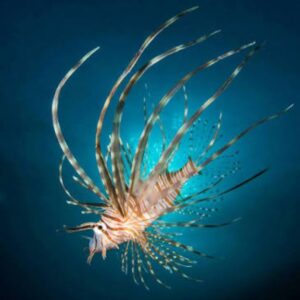 Soldier Lionfish