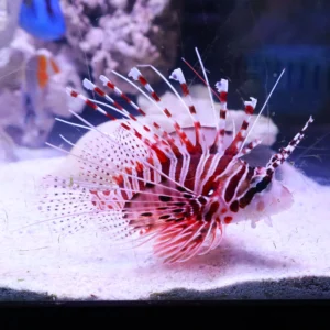 Spotfin Lionfish