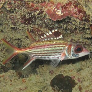 Spotfin Squirrelfish