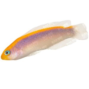 Sunrise Dottyback