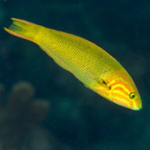 Sunset Wrasse