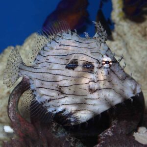 Tassle Filefish