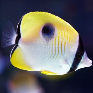 Tear Drop Butterflyfish