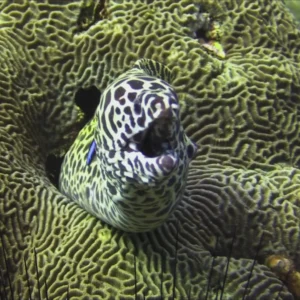 Tessalata Eel