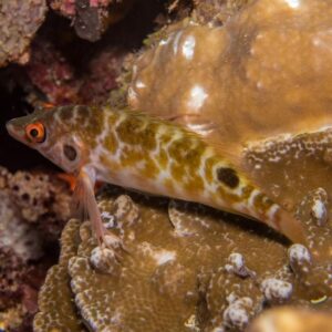 Two Spot Hawkfish