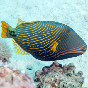 Undulate Triggerfish