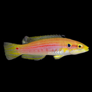Yellow Candy Hogfish