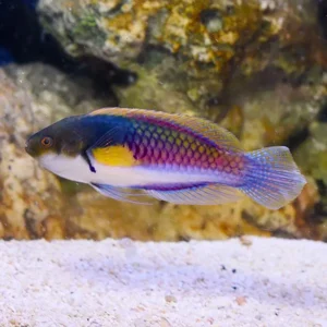 Yellow-Flanked Fairy Wrasse