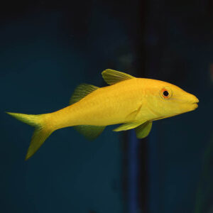 Yellow Goatfish