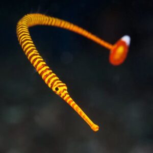 Yellow Multibanded Pipefish