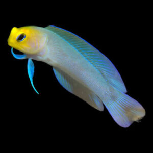 Yellowhead Jawfish