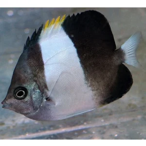 Zoster Butterflyfish