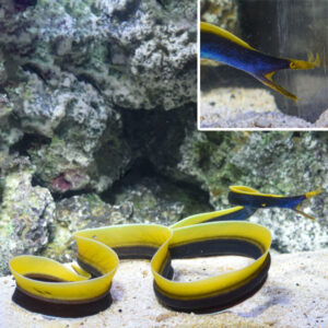 Blue Ribbon Eel