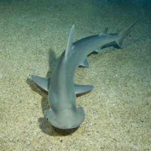 Bonnethead shark
