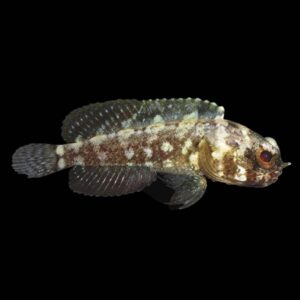 Dusky Jawfish