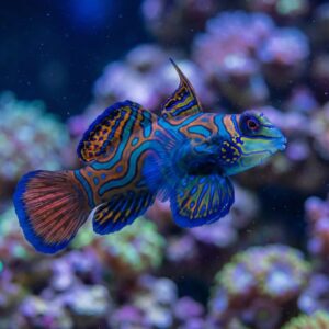 Green Mandarin