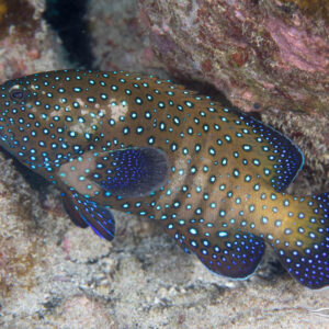 Blue Dot Grouper