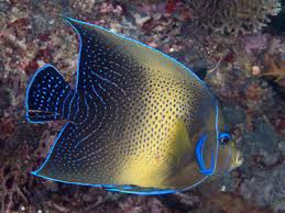 Koran Angelfish