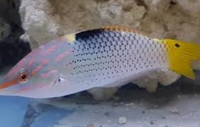 Marble/Hortulanus Wrasse