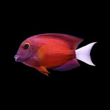 White Tail Bristletooth Tang