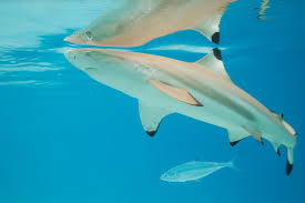 Blacktip reef shark
