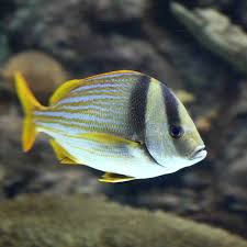 Porkfish