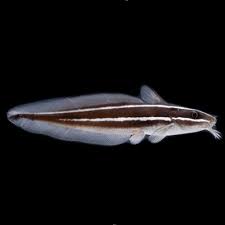Coral Catfish