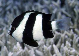 Three Stripe Damselfish