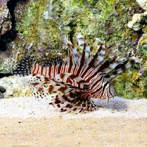 Red Volitan Lionfish