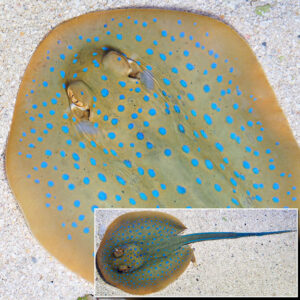 Bluespotted Stingray