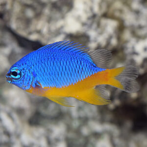 Captive-Bred Azure Damselfish
