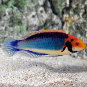 Red Head Solorensis Fairy Wrasse