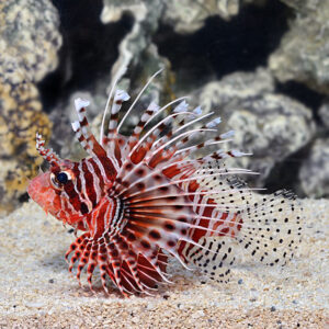 Frillfin Lionfish