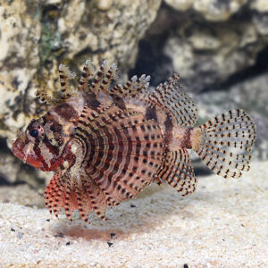 Dwarf Lionfish
