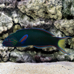 Lunare Wrasse