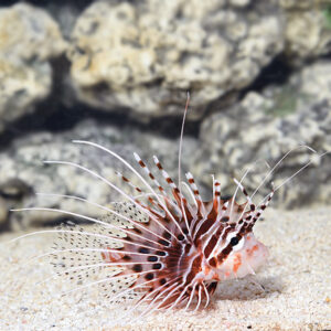 Spotfin Lionfish