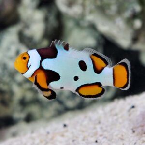 Picasso Percula Clownfish