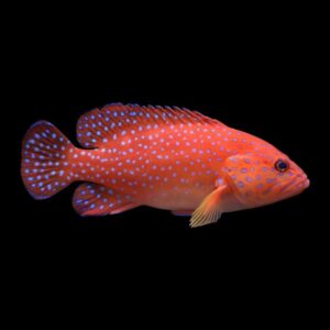 Miniatus Grouper