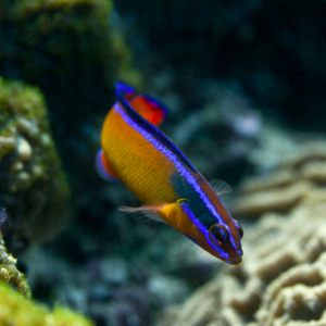 Captive-Bred Neon Dottyback