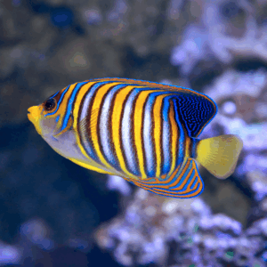 Regal Angelfish