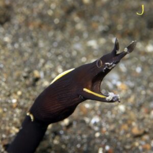 Black Ribbon Eel