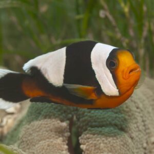 Saddleback Clownfish