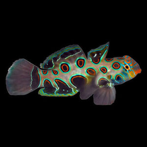 Spotted Mandarin