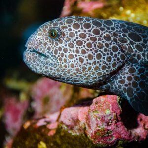 Wolf Eel